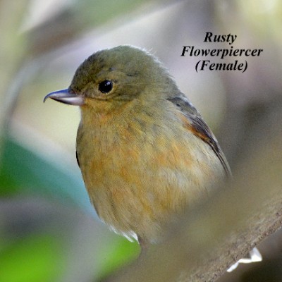 Rusty Flowerpiercer (Female)